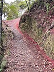 Pad vol met bloesem van Pohutukawa