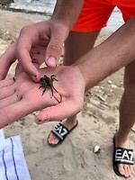 Krab gevangen!