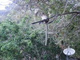 Boottocht pp monkey island