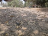 Botten Killing Fields