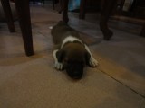 Puppy Lana!!!