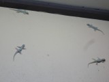 Gekko's :D