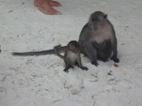 Aapies monkey island