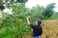 Farmer Dan laat ons boontjes zien