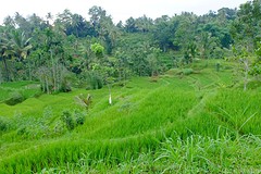 DSCF2911