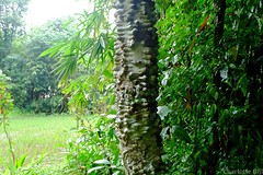 Krokodillenboom!