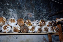 Paddenstoelen kweken