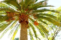Dadelpalm Shiraz