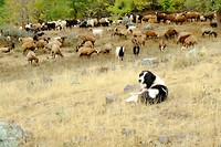 Herdershond