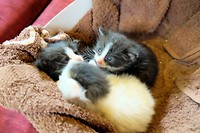 Kittens in Wanderers Hostel, paar dagen oud
