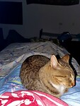 De kat die op me wilde slapen