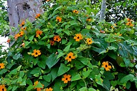 Terugweg, feloranje bloemetjes