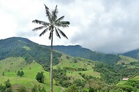 Valle de Cocora