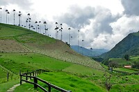 Valle de Cocora