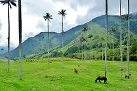Valle de Cocora