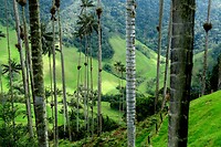 Valle de Cocora