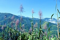 Sugar cane plant