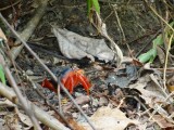red crab