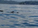 dolphins..