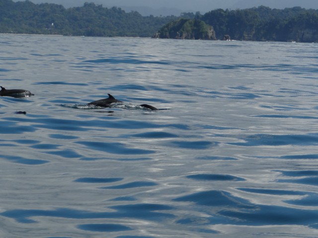 dolphins..