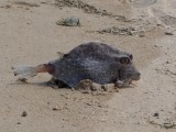 dead fish