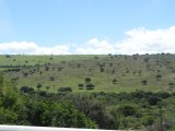look at the trees ma