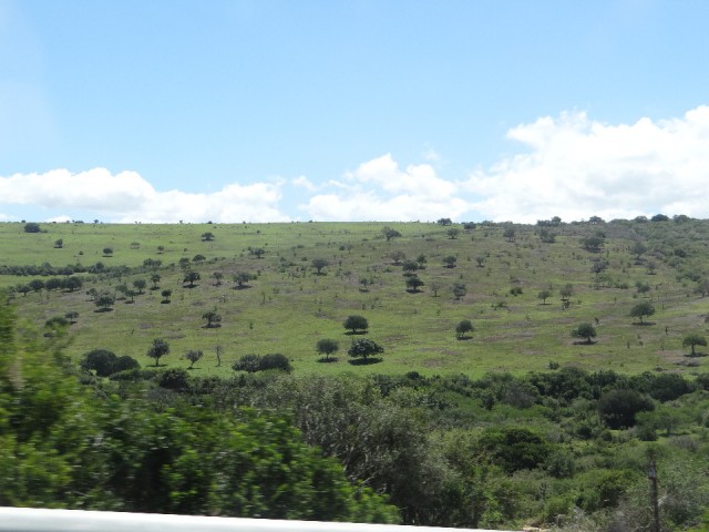 look at the trees ma