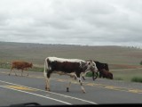 crossing cows