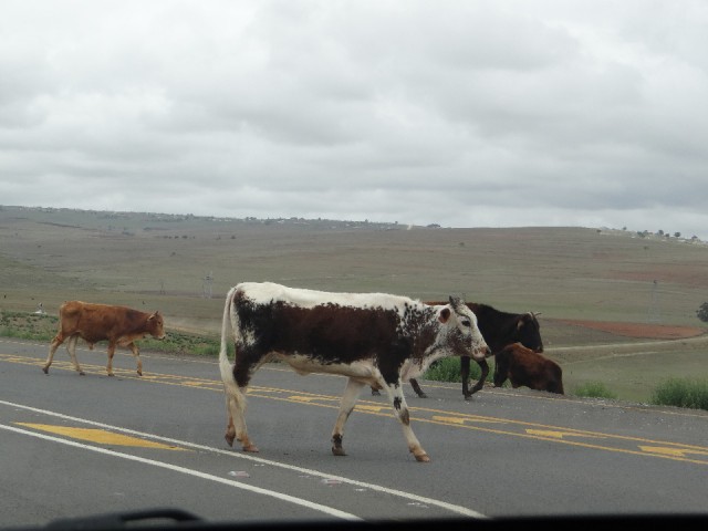 crossing cows