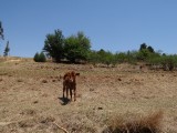 Lesotho