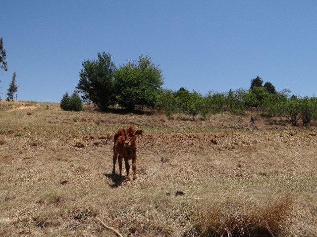 Lesotho