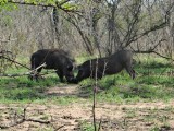 pumba