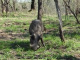 pumba