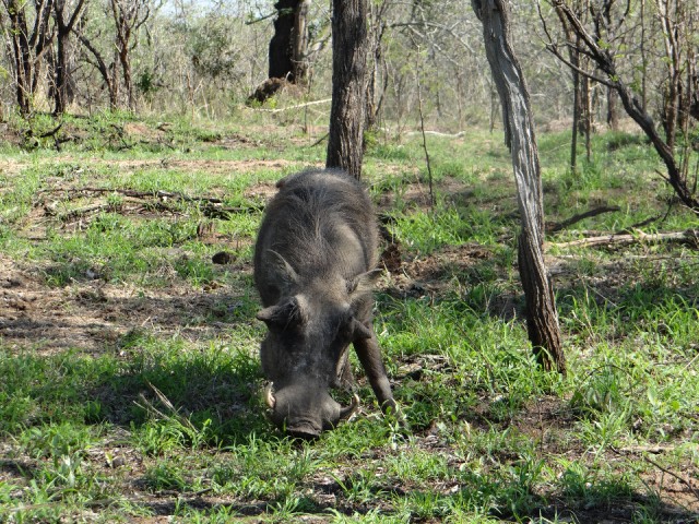pumba