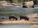 hippo's