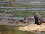 hippo's