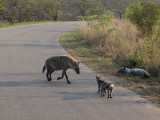 hyena's