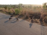 Hyena with cubs