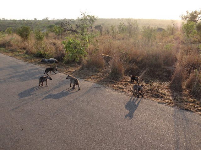 Hyena with cubs