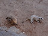 meerkat