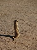 timon