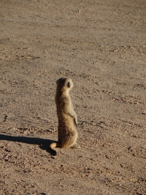 timon
