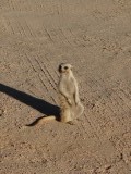 timon