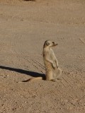 timon