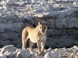 Etosha national Park