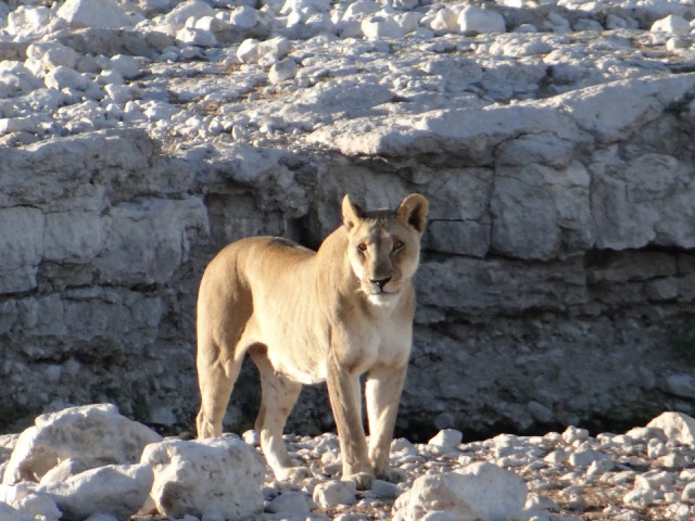 Etosha national Park