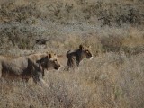 Etosha