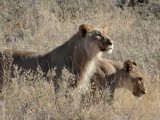 Etosha
