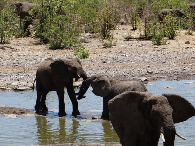 Etosha