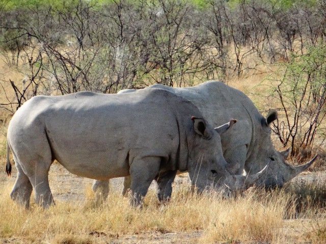 Etosha